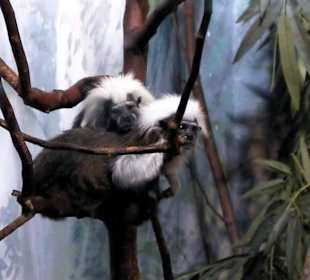 Pequeños primates