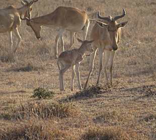 Löwenfutter im Nairobi Nationalpark