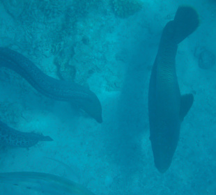 Muräne und Napoleonfisch