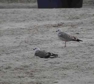 Strand Kolberg/Kolobrzeg