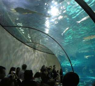 Il corridoio sotto la vasca principale