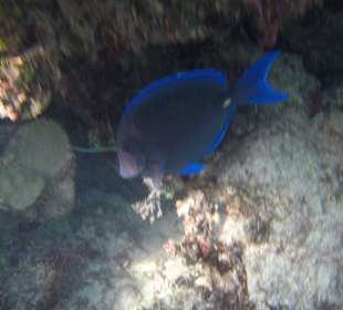 Akumal