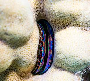 Schnorcheln Marsa Alam