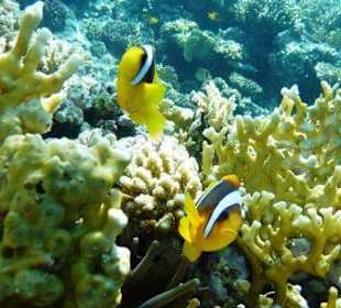 Nemo
