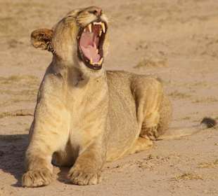 Zobacz, czy plomba nie wypadła