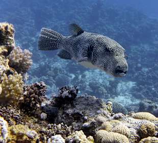 Schnorcheln Abu Dabbab