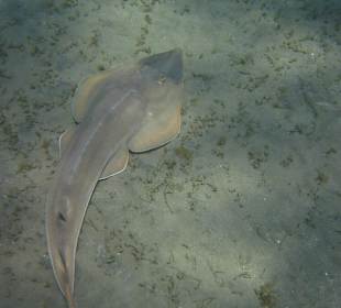 Sandhai Coraya-Bucht