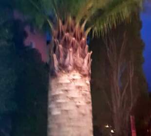 Super schöne Palmen