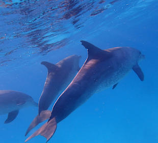 Einmalie Erlebnisse mit Mo´s Delfinen