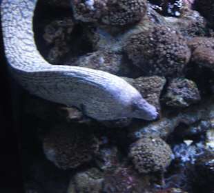 Aquarium