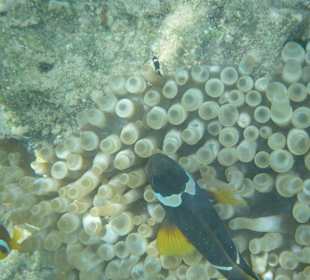 Nemo mit junge Nemos