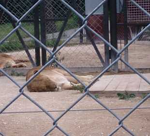 Safari Dvůr Králové nad Labem