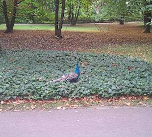 Park Łazienkowski przy hotelu