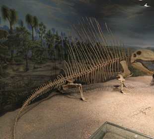 Eines der vielen Skelette