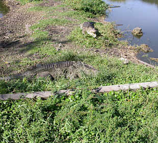 Guama
