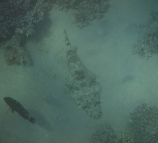 Krokodilfisch Riff Grand Makadi