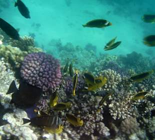 Beim Schnorcheln von der Seebrücke aus
