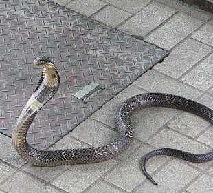 Brillenschlange - naja naja