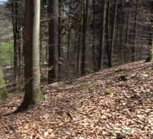 Waldkulturerbe Neuweiler Viehweide