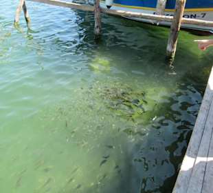 2. Station, Fische und Schildkröten