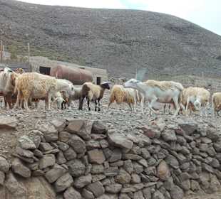 Begegnung mit Schafen