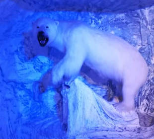 Alpen Wildpark Feld am See