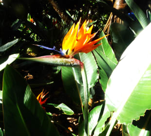 Botanischer Garten Puerto de la Cruz