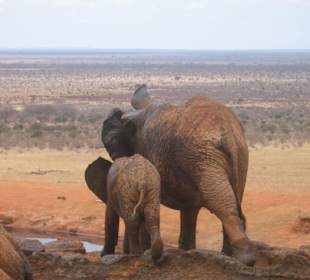 Elefanten am Wasserloch