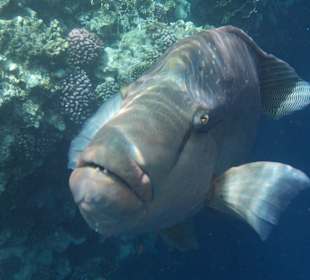 "Napoleon in Ägypten"