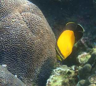 Unterwasserwelt Musandam