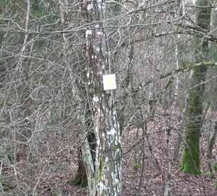 Ochsenweiher Rundweg