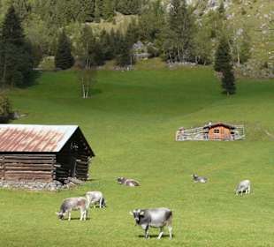 Noch in der untersten Klimastufe