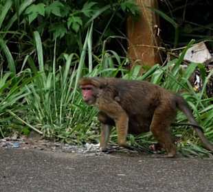 Affe mit Baby am Straßenrand im Hochland