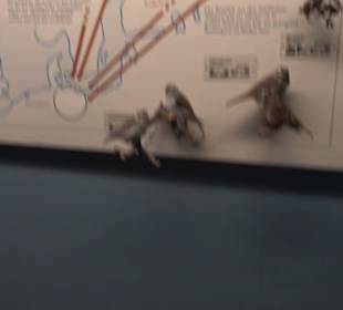 Museum für Naturkunde