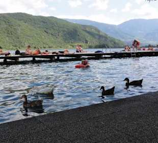 Enten im Nichtschwimmerbereich