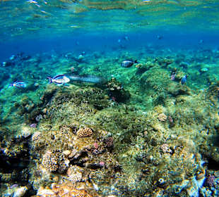 Schnorcheln Marsa Alam