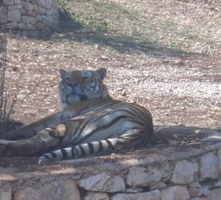 Tigre