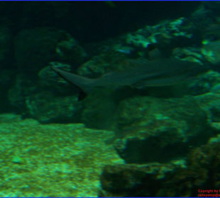 Haifischbecken