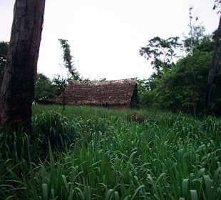 Village of natives at Rio Caura