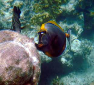 Orangenklingen-Doktorfisch