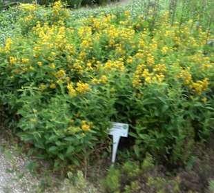 ALB-GOLD Naturgarten