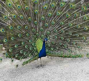 Alpen Wildpark Feld am See