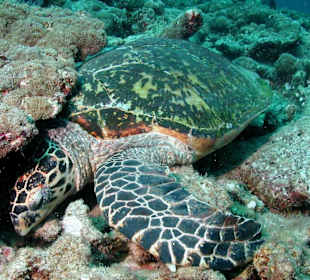 Riffvielfalt unter Wasser