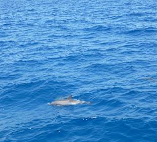 Delphinschwimmen mit Delfine & Meer Hurghada