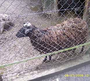 Urokliwe krakowskie ZOO.