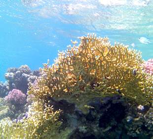 Schnorcheln Marsa Alam