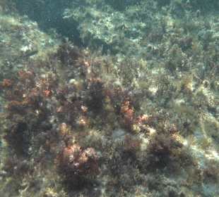 Glasbodenboot Tour Lindos