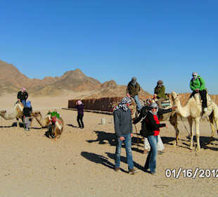 Kamelreiten nach Quatfahrt