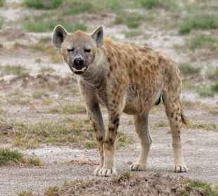 Hyäne im Amboseli