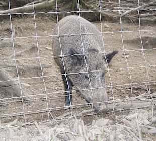 Wild- und Freizeitpark Willingen